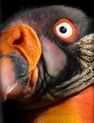 Here's Looking at You!