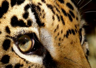 The Eyes Have It..