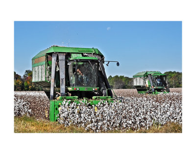 Alabama - the Cotton State