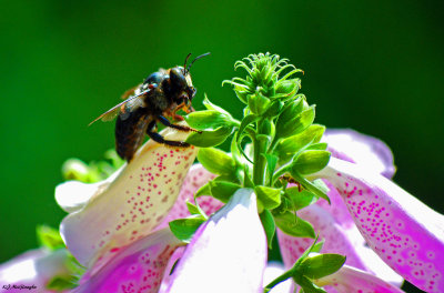 Bee