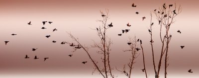 flight