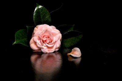 Alabama Camellia