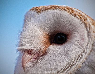 Feathered Face