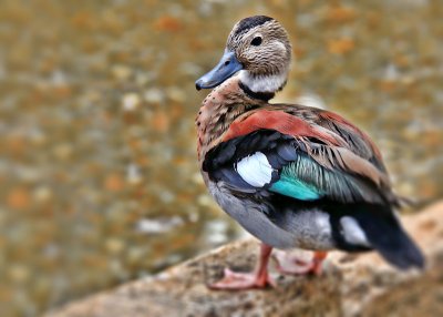 Duck
