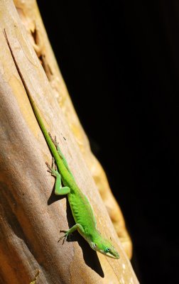 MARCH 2012 ONLINE COMPETITION - GREEN