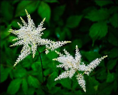 Astilbe Surprise