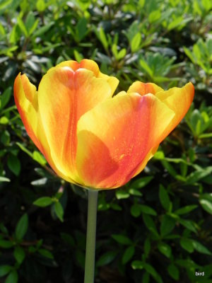 Sunny Spring Tulip