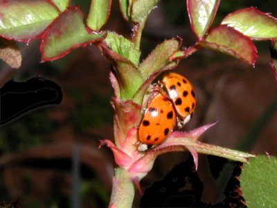 Ladybug Love