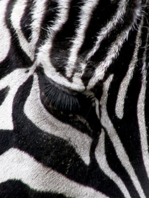 Zebra Eye