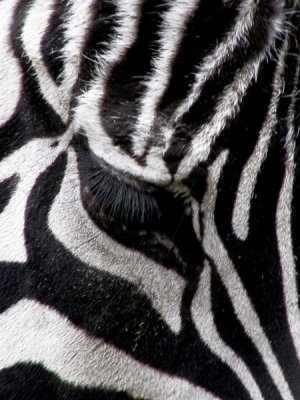 Zebra Eye