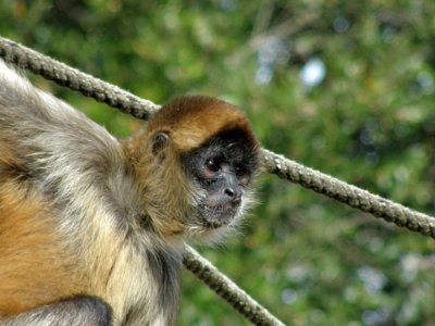 Portrait-of-a-Monkey