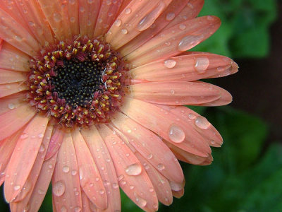 Rained on daisy