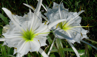 Last of the Blooming Lilies