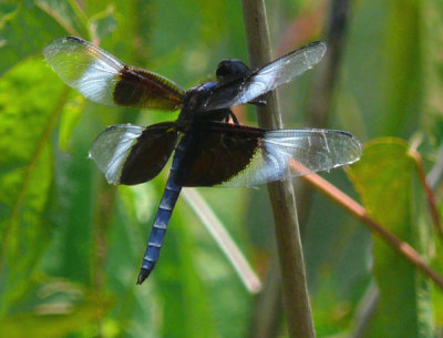 Dragonfly - Widow Skimmer