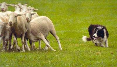 Farm Animals