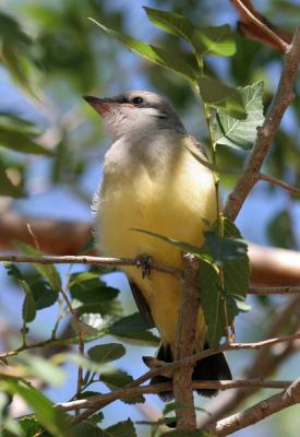 Yellow Brested Songbird