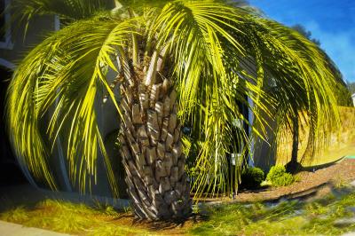 My Big Fat Florida Palm