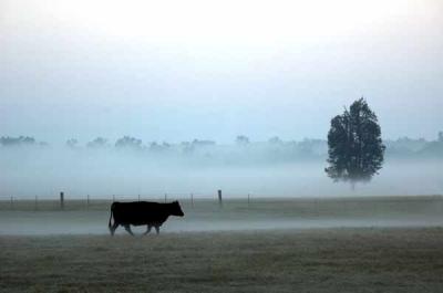 Cow In The Fog