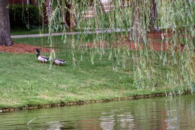 Sturbridge Ducks