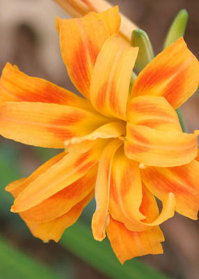 Bloomin' Daylilly