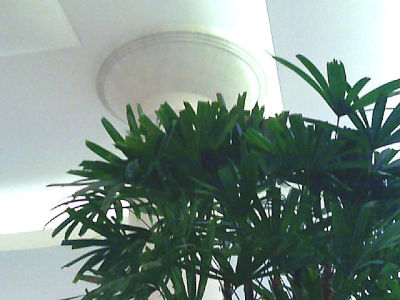 Tropical Temple