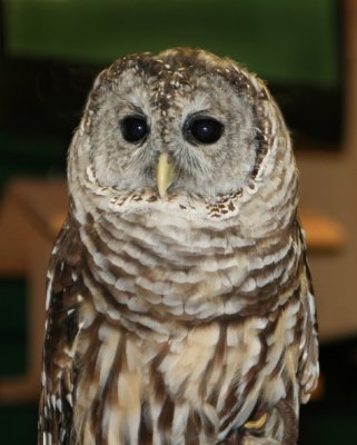 Barred Owl