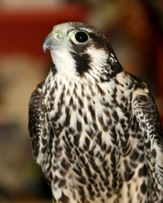 Perigrine Falcon