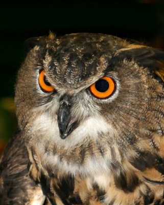 Eagle Owl