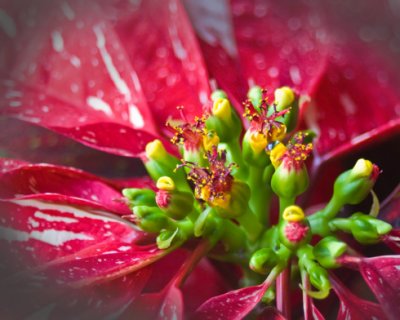Christmas Pollen