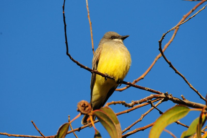 Western KingBird.jpg