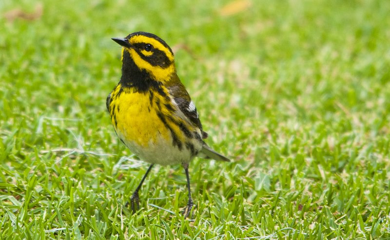 Townsends Warbler