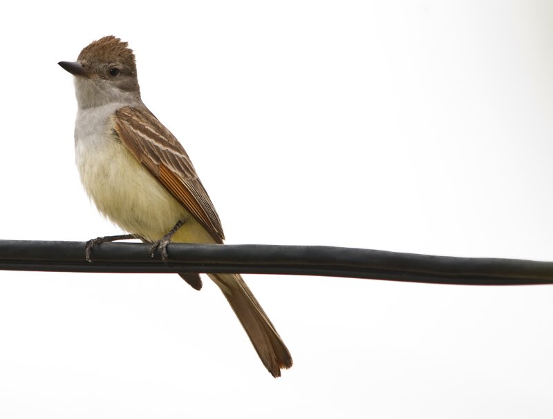 Ash throated flycatcher.jpg