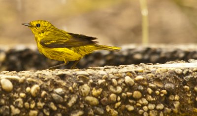yellow warbler.jpg