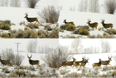 deer collage2.jpg