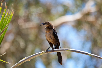 female great tailed-grackle.jpg