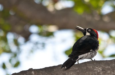 acorn woodpecker.jpg