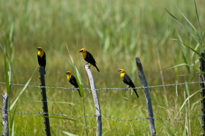 Group of Yellow Headed Blackbirds.jpg