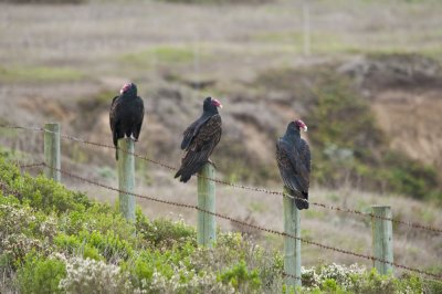 california vultures.jpg