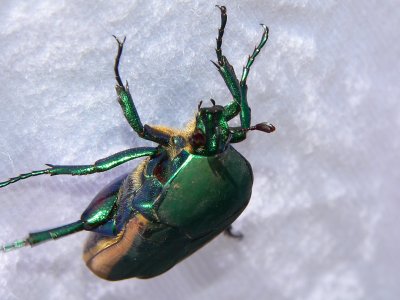 beetle.jpg