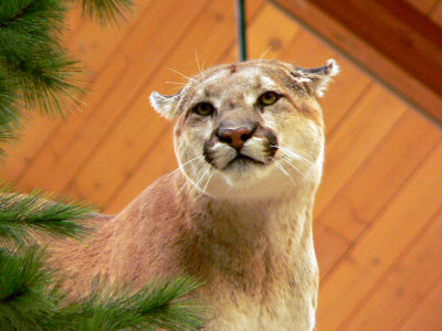 cabelas.wild cat
