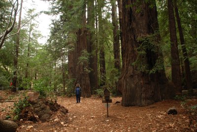 big sur redwoods.jpg