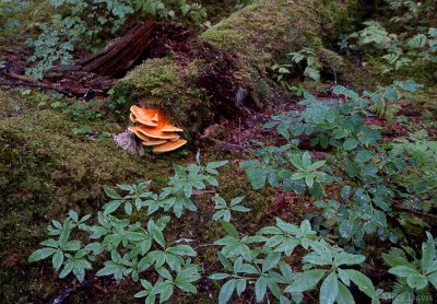 Chicken Mushroom (Laetiporus sulphureus)
