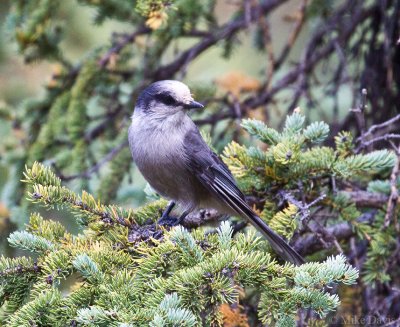 Gray jay (Perisoreus canadensis)