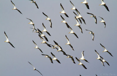 American White Pelican (Pelecanus erythrorhynchos)