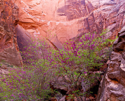 Redbud in Fall Canyon