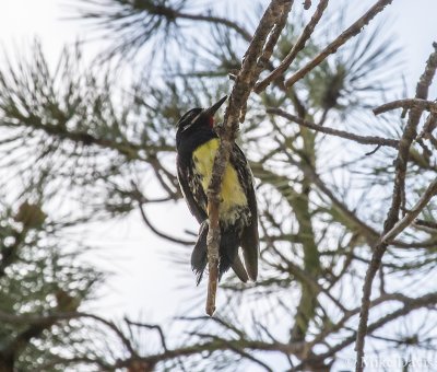 Williamson's sapsucker - male (Sphyrapicus thryroideus)