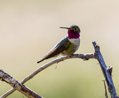 Broad-tailed hummingbird (Selasphorus platycercus)
