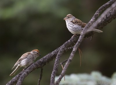 Chipping sparrow (Spizella passerina) - adult and juvenile