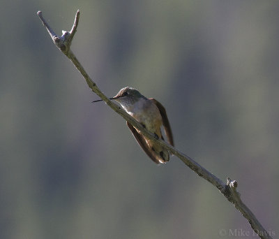 Broad-tailed hummingbird (Selasphorus platycercus) - female