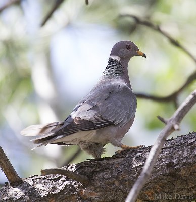 Band-tailed pigeon (Patagioenas fasciata)